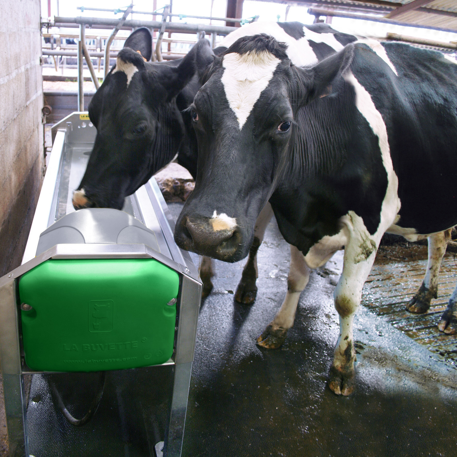 GV230 Bebedero de acero inoxidable de gran desague para vacs lecheras