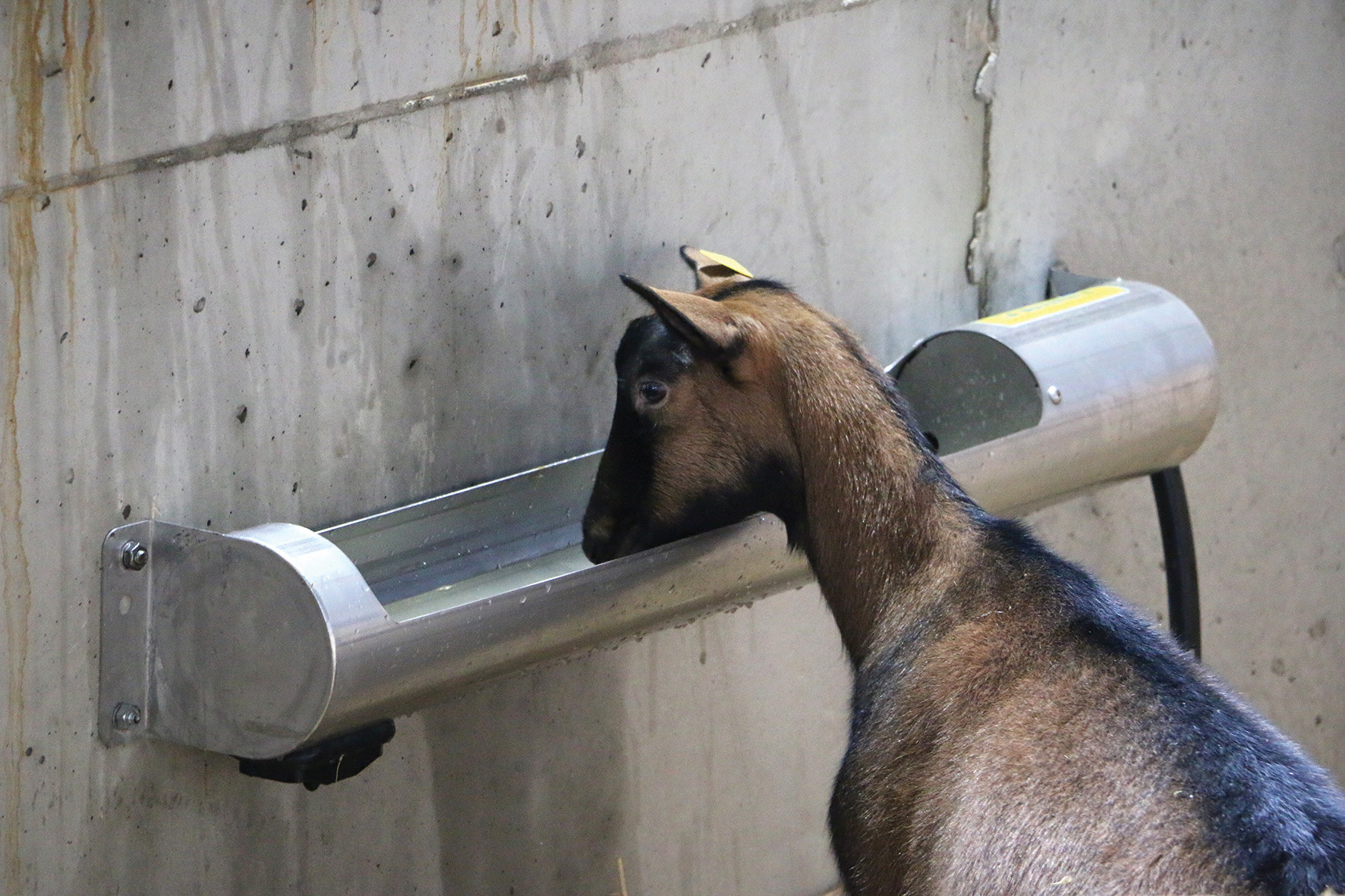 OVITUBE 120 Stainless steel trough for sheep and goats