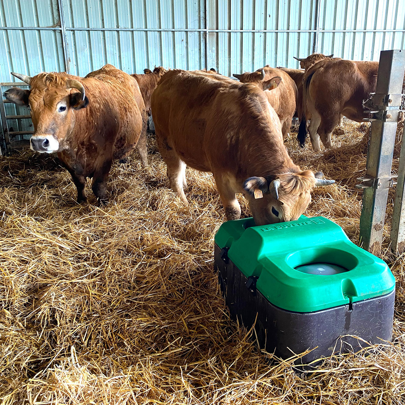 Vache Aubrac buvant confortablement dans un abreuvoir isotherme muni d'un capot retrofit THERMOLAC GA